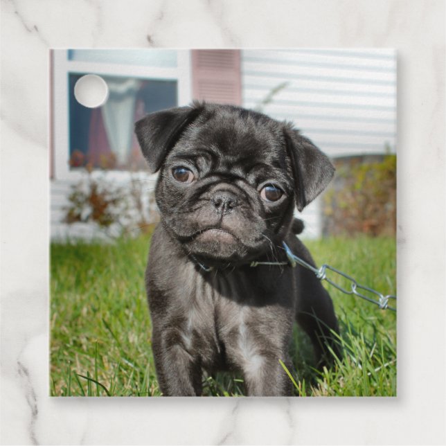 Étiquettes Cadeau Chiot en carlin noir (Devant)