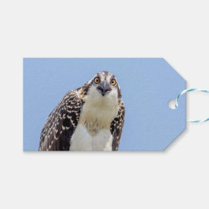 Étiquettes-cadeau Closeup d'Osprey juvénile