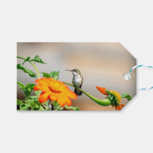 Étiquettes-cadeau Colibri sur un plante à fleurs