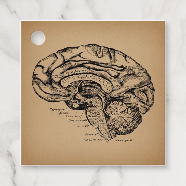 Étiquettes Cadeau Diagramme cérébral vintage Antique Antique Anatomi (Devant)