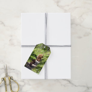 Étiquettes-cadeau Famille d'ours brun