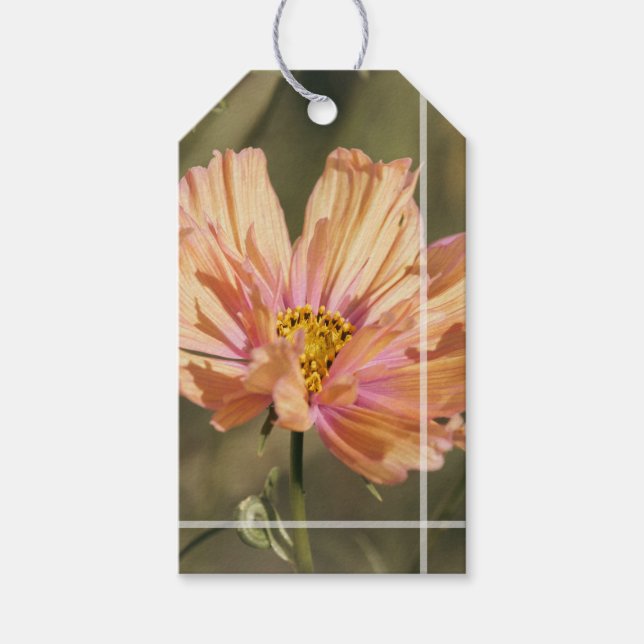 Étiquettes-cadeau Fleurs de Cosmea d'Été Rétro  (Devant)