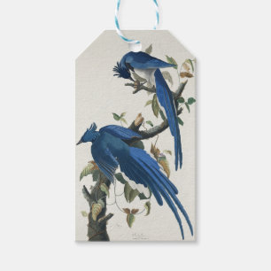 Étiquettes-cadeau Geai de Columbia d'Audubon Geai à gorge noire