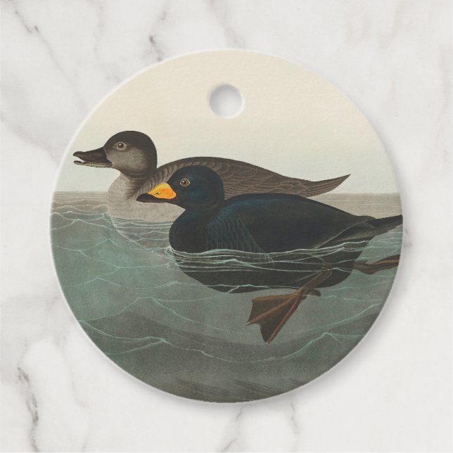 Étiquettes Cadeau Impression de Macreuse noire d'Audubon : Canard cô (Devant)
