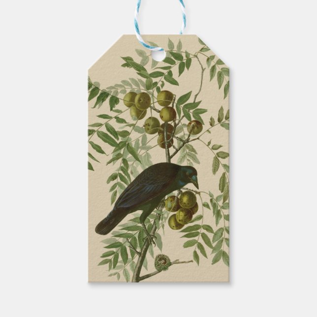 Étiquettes-cadeau Impression d'oiseau Grackle Violet d'Audubon Botan (Devant)