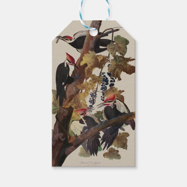 Étiquettes-cadeau Impression d'oiseau Pic à tête rouge de John James (Devant)