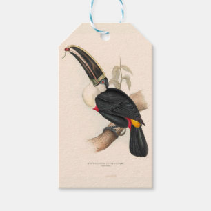 Étiquettes-cadeau Impression du Toucan de Cuvier : Oiseau Tropical V