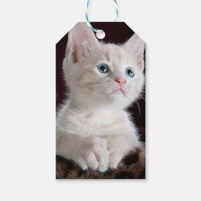Étiquettes-cadeau Kitten blanc vulnérable (Devant)