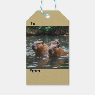 Étiquettes-cadeau Les capybaras nagent dans la rivière,