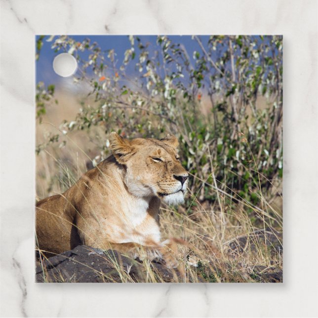 Étiquettes Cadeau Lioness resting (Devant)