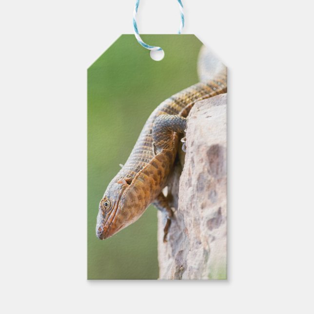 Étiquettes-cadeau Lizard plaqué (Devant)