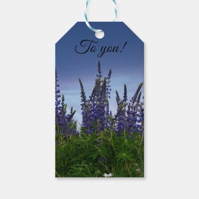 Étiquettes-cadeau Lupins     (Devant)