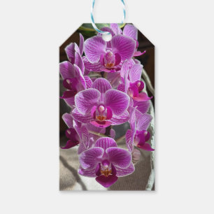 Étiquettes-cadeau Mini Phalaenopsis Sogo Vivien Orchidée violet