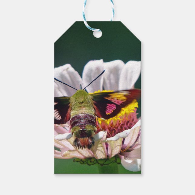 Étiquettes-cadeau Mois des colibris (Devant)