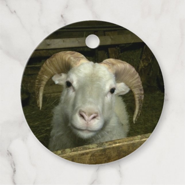 Étiquettes Cadeau moutons d'Islande - (Devant)