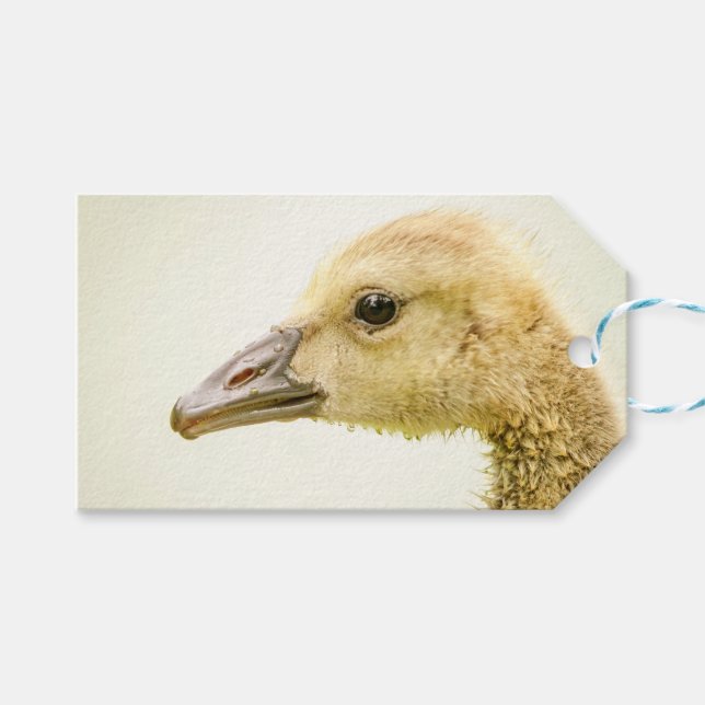 Étiquettes-cadeau Oie canadienne (Gosling) (Devant (Horizontal))