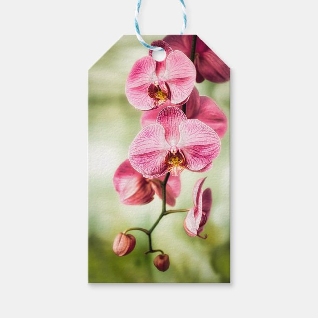 Étiquettes-cadeau Orchidée rose (Devant)