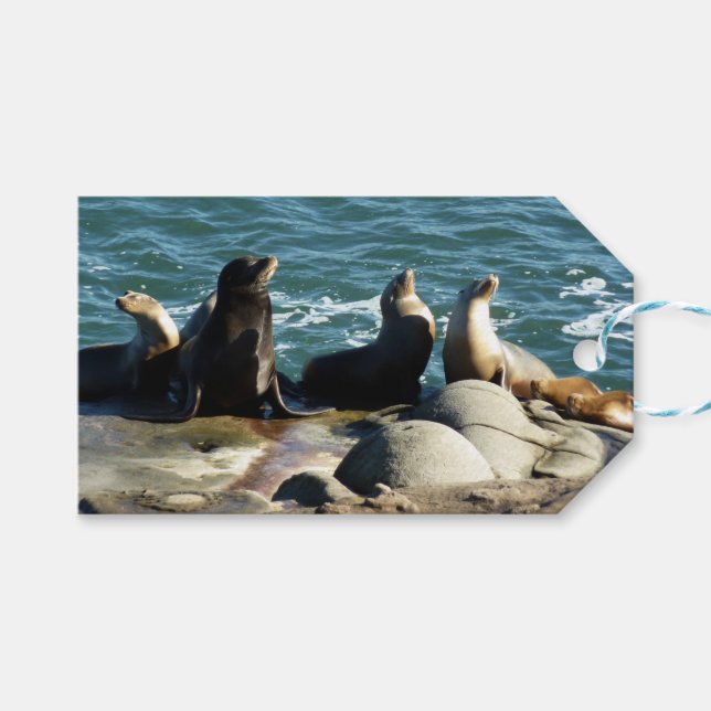 Étiquettes-cadeau Otaries de San Diego (Devant (Horizontal))