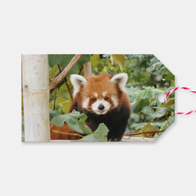Étiquettes-cadeau Panda rouge (Devant (Horizontal))