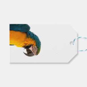 Étiquettes-cadeau Parrot coloré