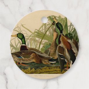 Étiquettes Cadeau Peinture d'oiseaux de Mallard Duck Audubon