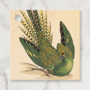 Étiquettes Cadeau Perruche terrestre de James Sowerby, Psittacus ter