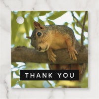 Photo nature d'écureuil mignonne et curieuse - Mer