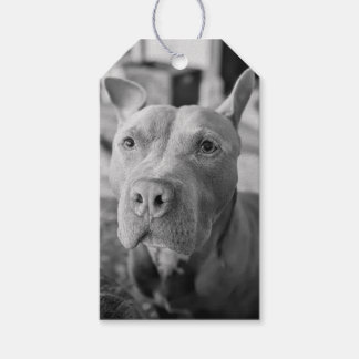 Étiquettes-cadeau Photographie d'amour Pit Bull