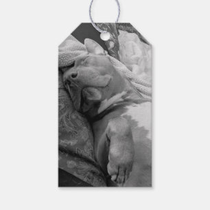 Étiquettes-cadeau Photographie d'amour Pit Bull