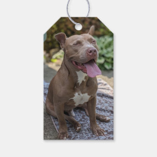 Étiquettes-cadeau Photographie de Pit Bull heureux 