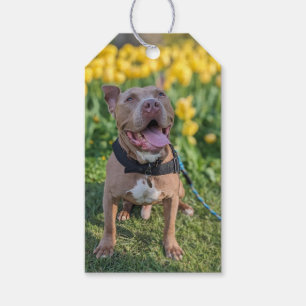 Étiquettes-cadeau Photographie de Pit Bull heureux 