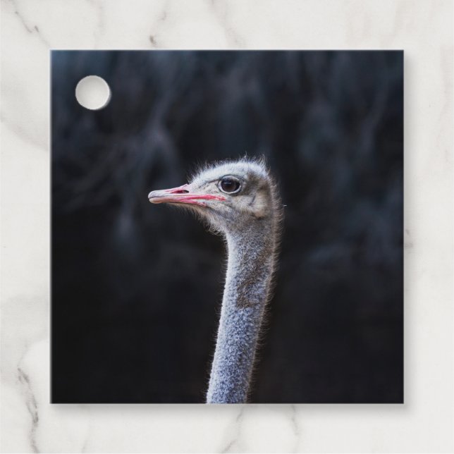 Étiquettes Cadeau portrait d'autruche (Devant)