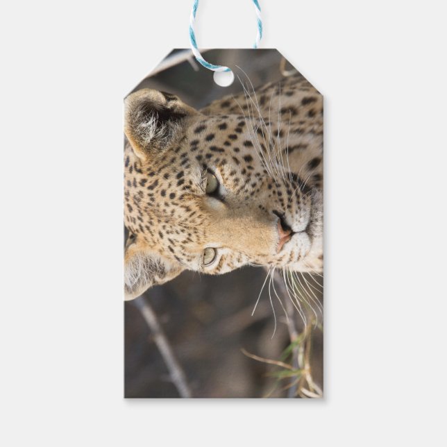 Étiquettes-cadeau Portrait de Léopard (Devant)