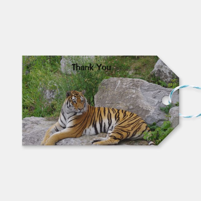 Étiquettes-cadeau Portrait photo d'un tigre de Sibérie (Devant (Horizontal))