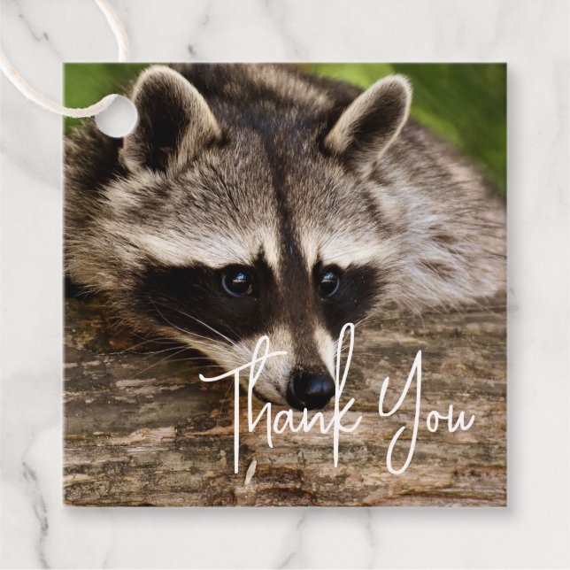 Étiquettes Cadeau Raccoon mignon reposant sur un Merci de journal (Devant)