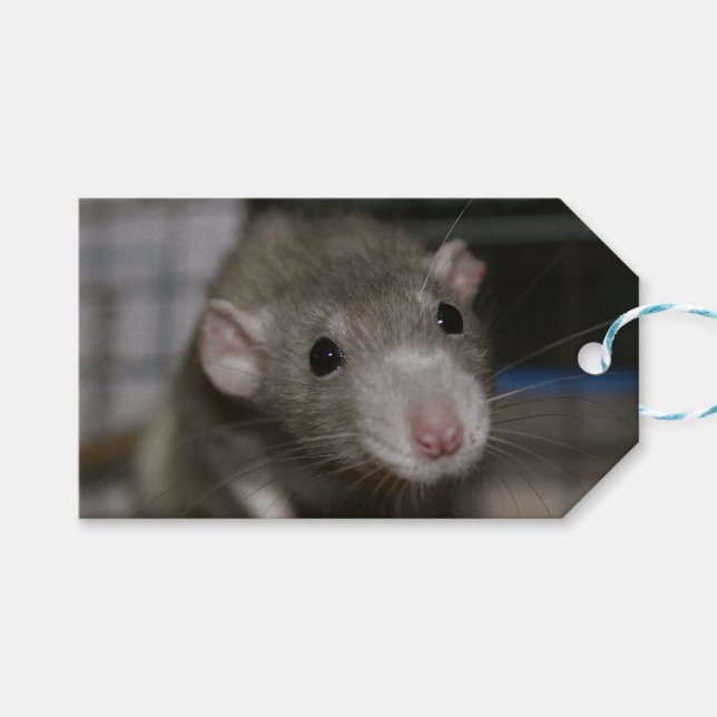 Étiquettes-cadeau Rat curieux (Devant (Horizontal))
