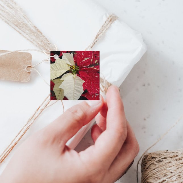 Étiquettes Cadeau Red and White Variegate Poinsettia Holiday (In Situ)