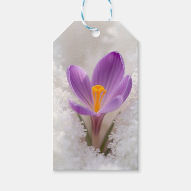 Étiquettes-cadeau Réveil printanier au Crocus Pourpre (Devant)