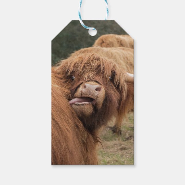 Étiquettes-cadeau Scottish Highland cow photograph  (Devant)
