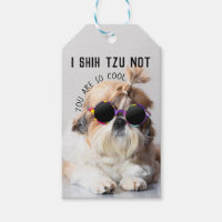 Shih Tzu Pas amusant mignon amoureux de les chiens