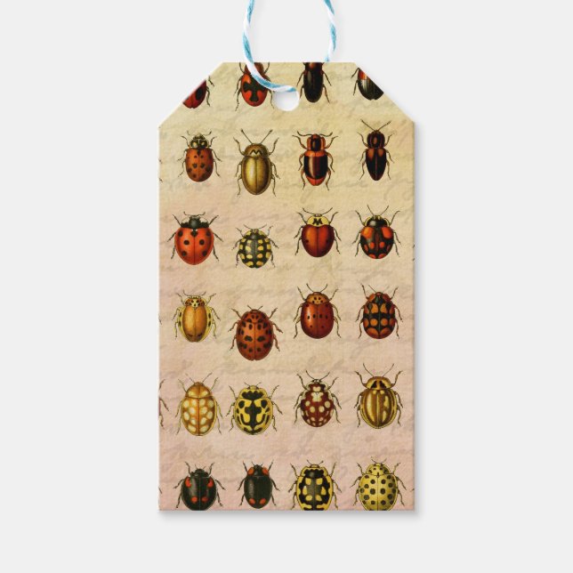 Étiquettes-cadeau Spécimen de coccinelle vintage Motif Insecte antiq (Devant)