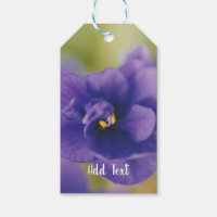 Violet bleu africain Saintpaulia