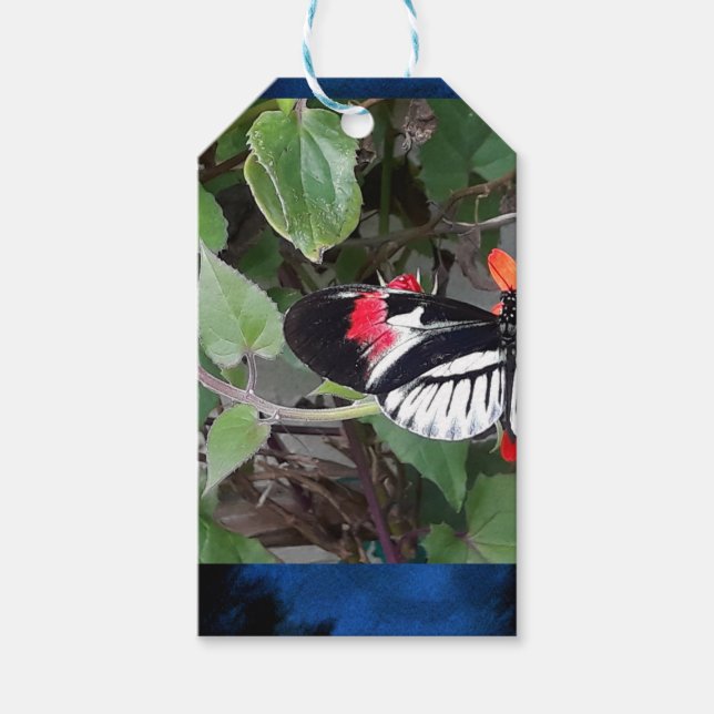 Étiquettes-cadeau Zebra tail butterfly (Devant)