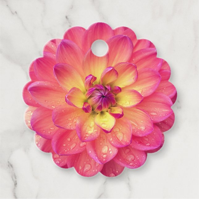 Étiquettes Cadeau Zinnia rose pêche jaune (Devant)