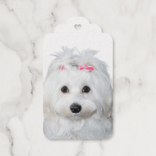 Étiquettes Cadeaux Angle sucré maltais sur pattes (Verso)