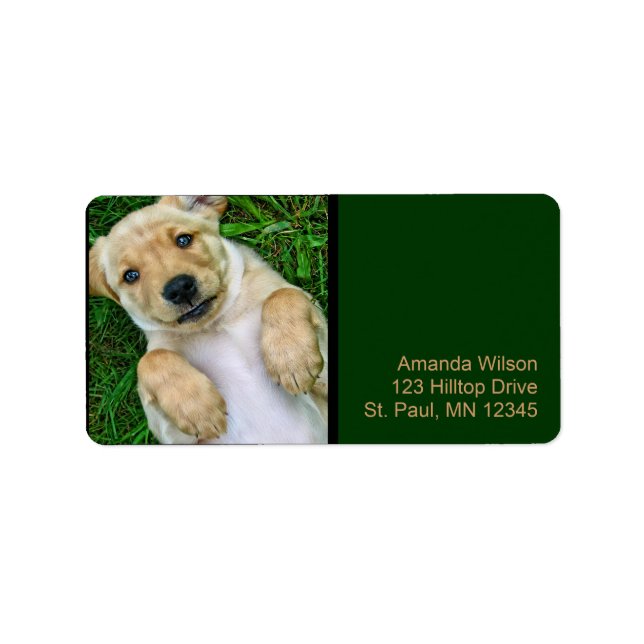 Étiquettes d'adresse de chiot Retriever doré Labra (Devant)