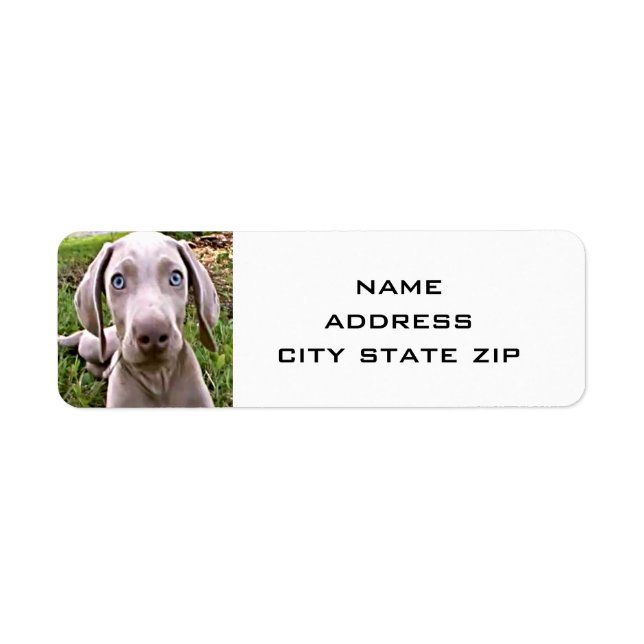 ÉTIQUETTES D'ADRESSE DE RENVOI WEIMARANER CUTE (Devant)