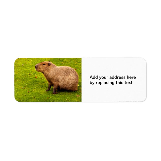 Étiquettes d'adresse de retour de capybara (Devant)