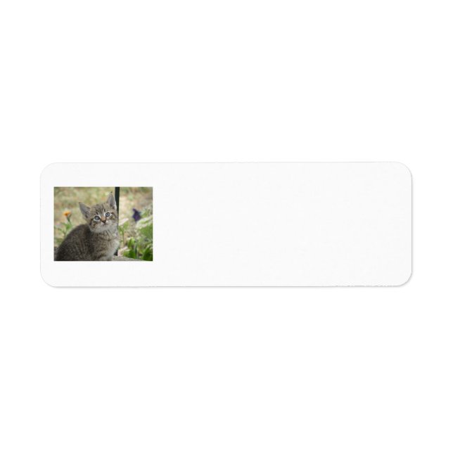 Étiquettes d'adresse de retour Tabby Kitten (Devant)