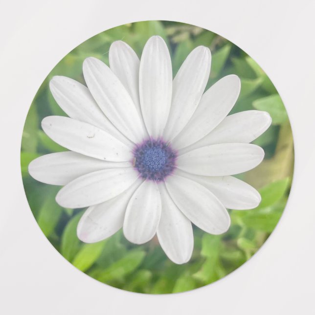 Étiquettes Daisy africain (Design 2)